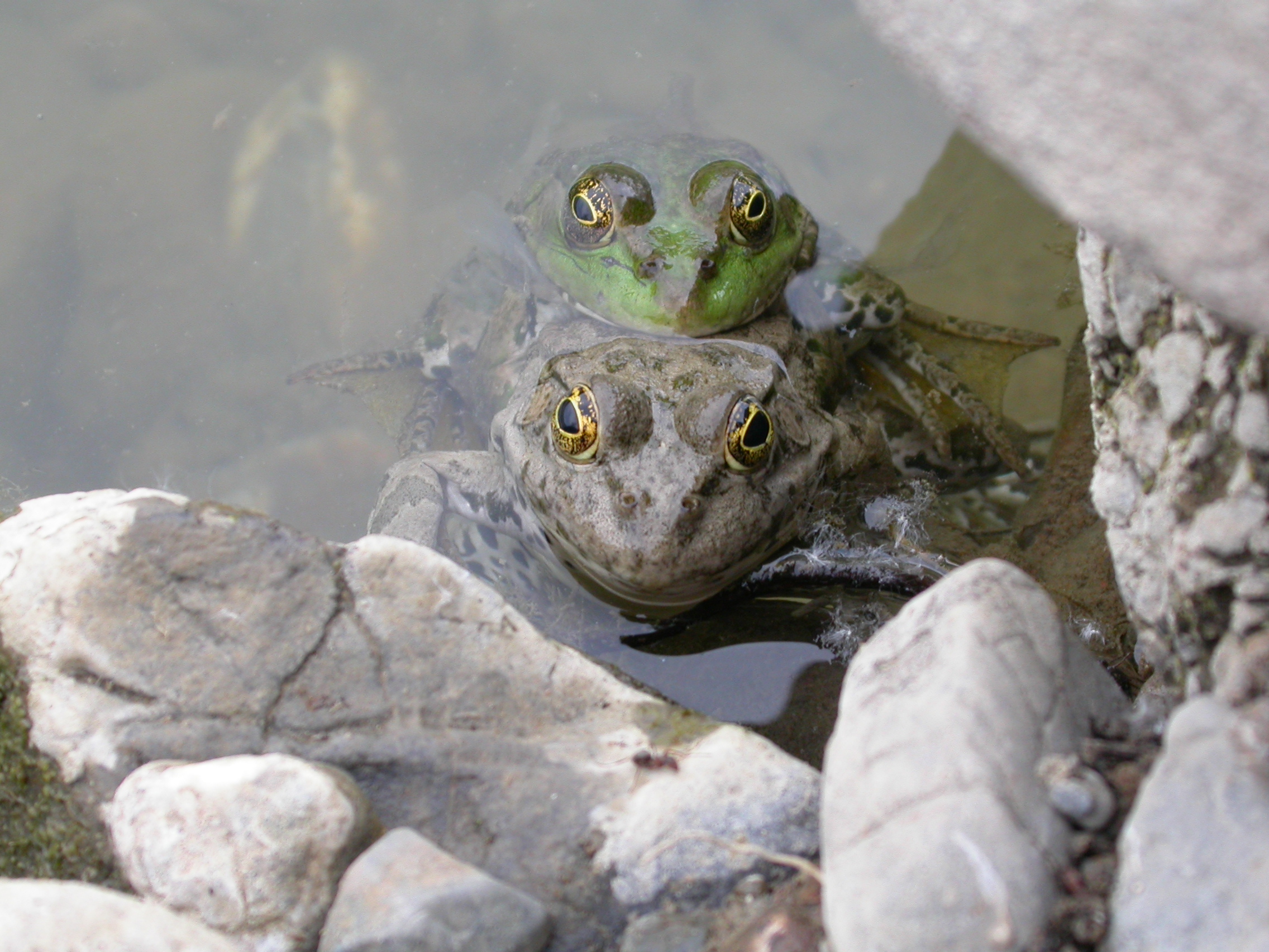Ova Kurbağası, Bataklık Kurbağası - Pelophylax ridibundus